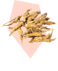 Panax Ginseng